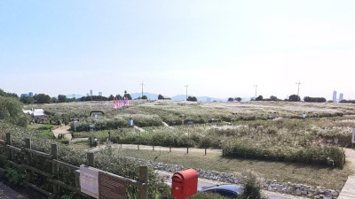 억새 물결 따라 가을을 걷다… 하늘공원